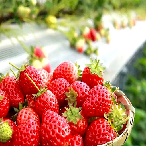 季節限定．草莓X螃蟹吃到飽