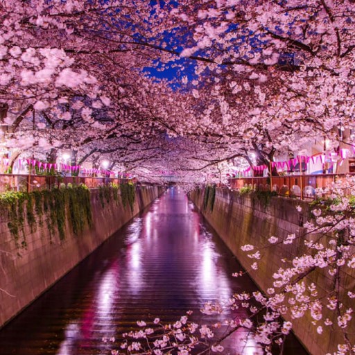 關東櫻百選．富士山櫻紀行