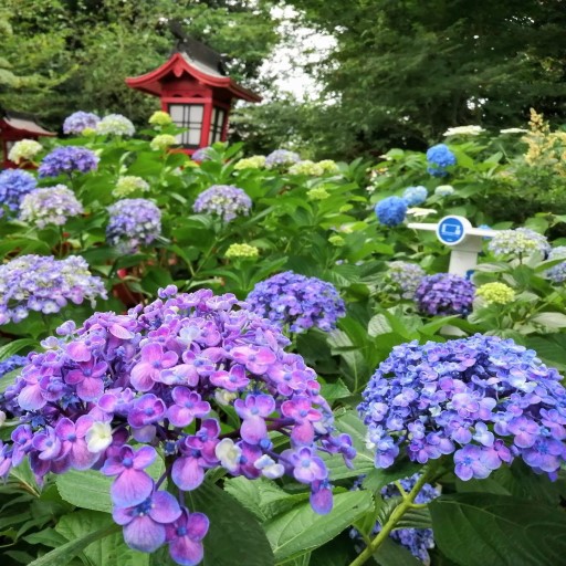 日本星花開．初夏繡球花季