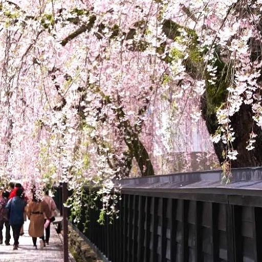 清艙餘位搶！東北櫻花季