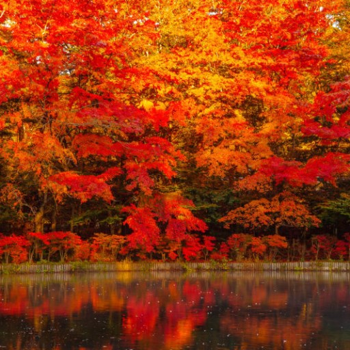 輕井澤x日光x河口湖x伊豆