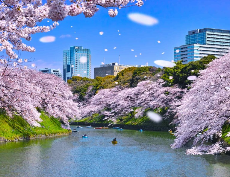 【花見幸福】東京迪士尼．富士淺間神社．千鳥之淵．上野公園．目黑川櫻溫泉 5 天