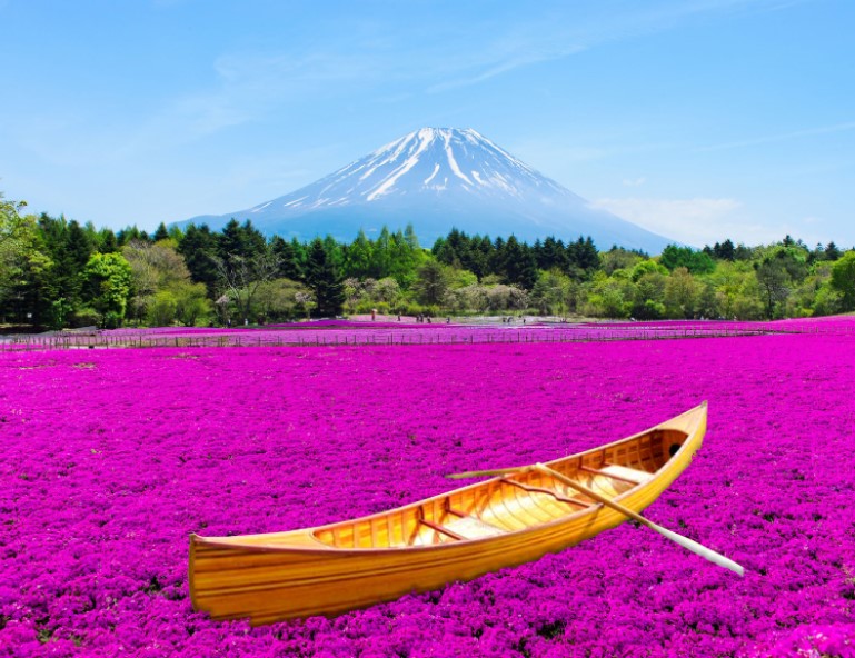 【花見幸福】迪士尼．富士芝櫻．三島天空步道．貓頭鷹博物館．螃蟹放題．溫泉 5天