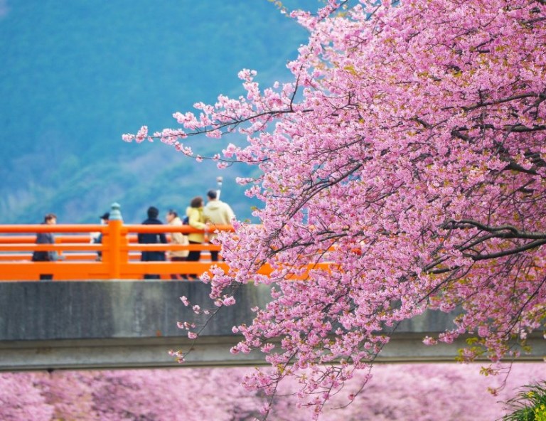 【關東櫻物語】河津櫻x大室山纜車．水豚溫泉秀．淨蓮瀑布．箱根鐵道．三溫泉5天
