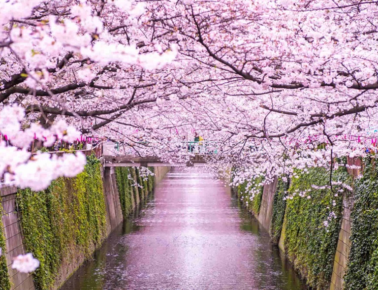 【東京櫻花舞】新宿御苑．隅田川遊船．澀谷天空展望台．最美車站．OUTLET 4天