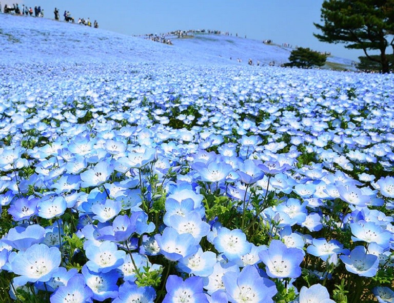 【花舞關東】足利紫藤花．藍色粉蝶花海．羊山芝櫻之丘．輕井澤．水戶偕樂園 5天