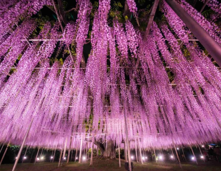 【花見幸福】足利紫藤花．秩父芝櫻．澀谷天空展望台．淺草和服體驗．輕井澤 5 天