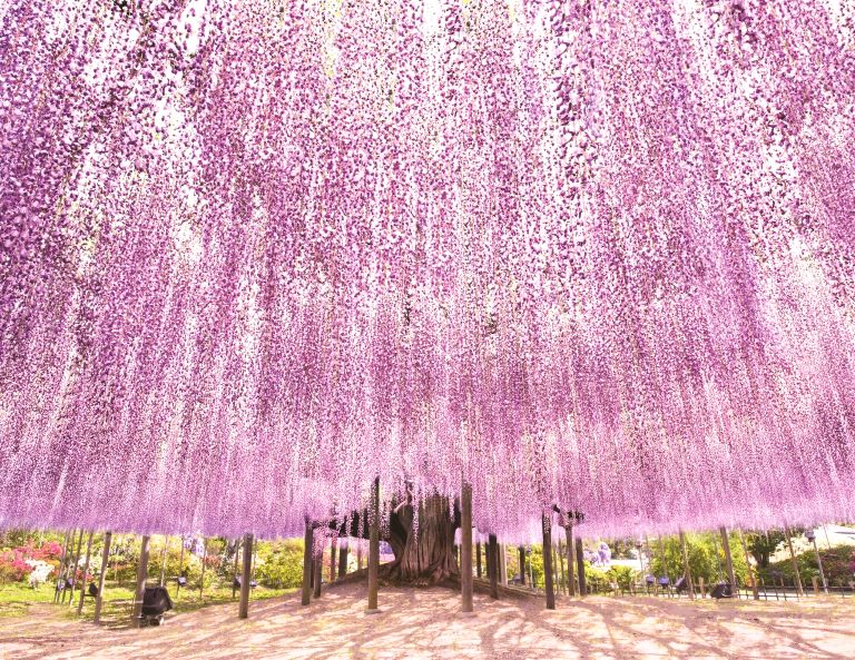 【花舞關東】足利紫藤花瀑布．常陸藍色粉蝶花海．羊山芝櫻之丘．歐風輕井澤 4天