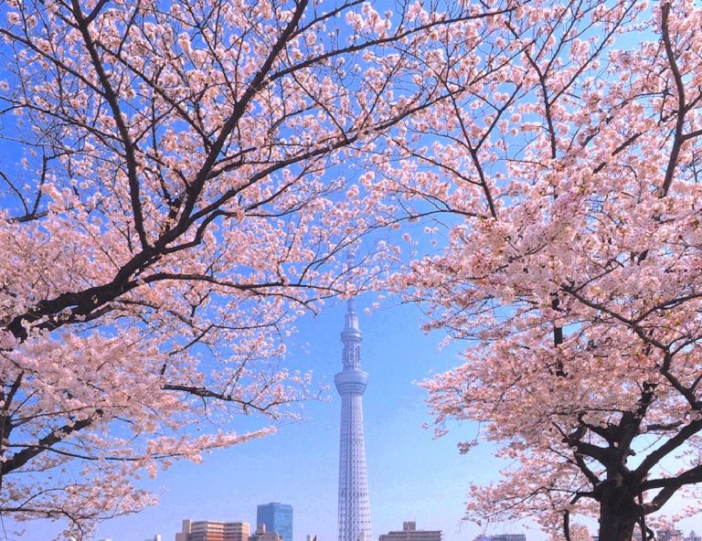 【關東櫻百選】鎌倉八幡宮x若宮櫻並木．千鳥之淵．上野公園．目黑川櫻花 5天