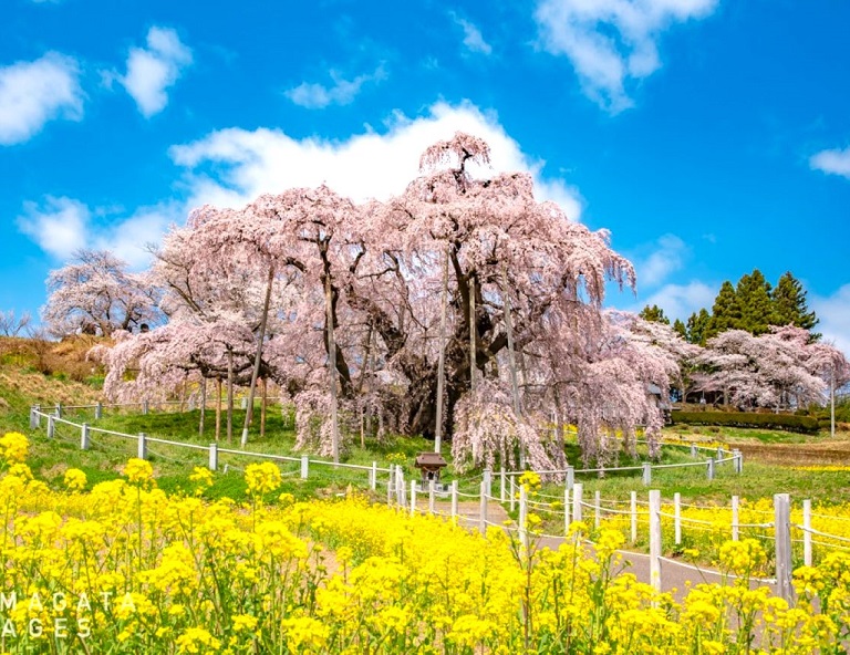 【東北櫻吹雪】白石川堤千本櫻．山形鐵道+置賜櫻花迴廊．三春瀧櫻．銀山溫泉 5天