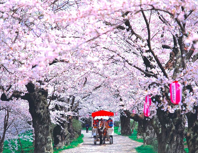 【東北舞春櫻】北上展勝地．角館枝垂櫻．白石川堤千本櫻．銀山溫泉．松島遊船 4天