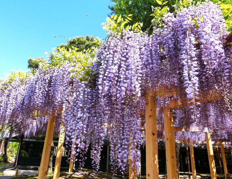 【東北春限定】紫藤花物語．大內宿．銀山溫泉．只見線．五色沼．會津百年酒造 5天
