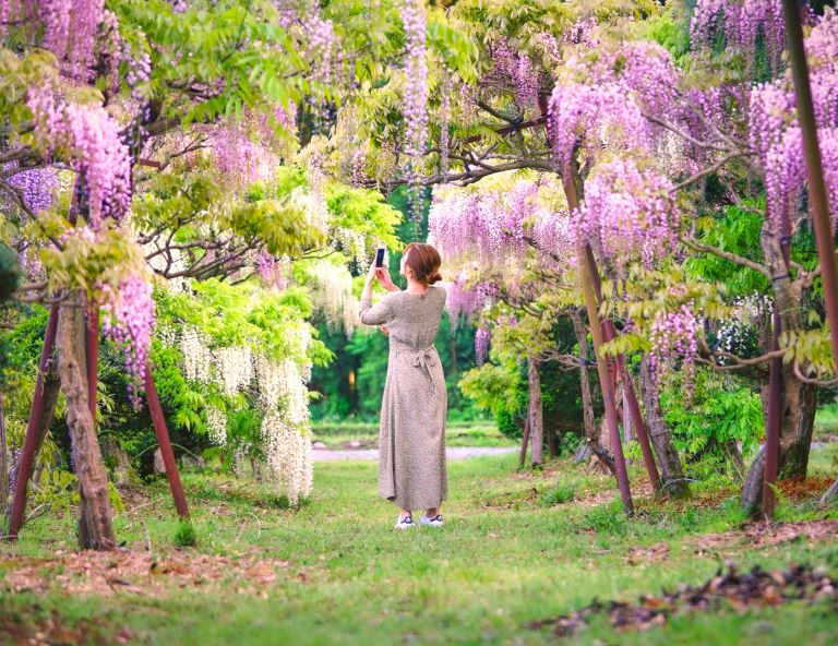【星動秋田】奧入瀨溪．八幡平雪之迴廊．紫藤花物語．秋田內陸鐵道．銀山溫泉 5天