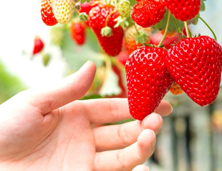【東北超值玩】銀山溫泉．奧入瀨溪流．秋田內陸鐵道．小京都角館．季節採水果 5天