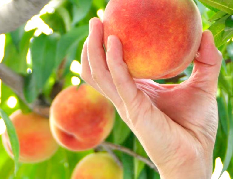 【星動秋田】由利高原鐵道．銀山溫泉街．季節採水果．燒肉吃到飽．溫泉泡湯 4天