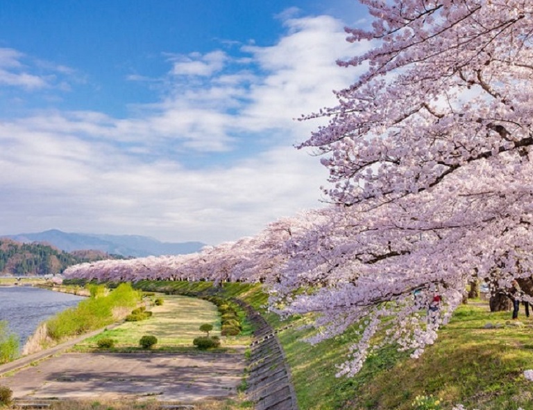 【秋田走走．賞賞櫻】由利高原+秋田內陸雙鐵道．北上展勝地．採草莓．雙溫泉 5天