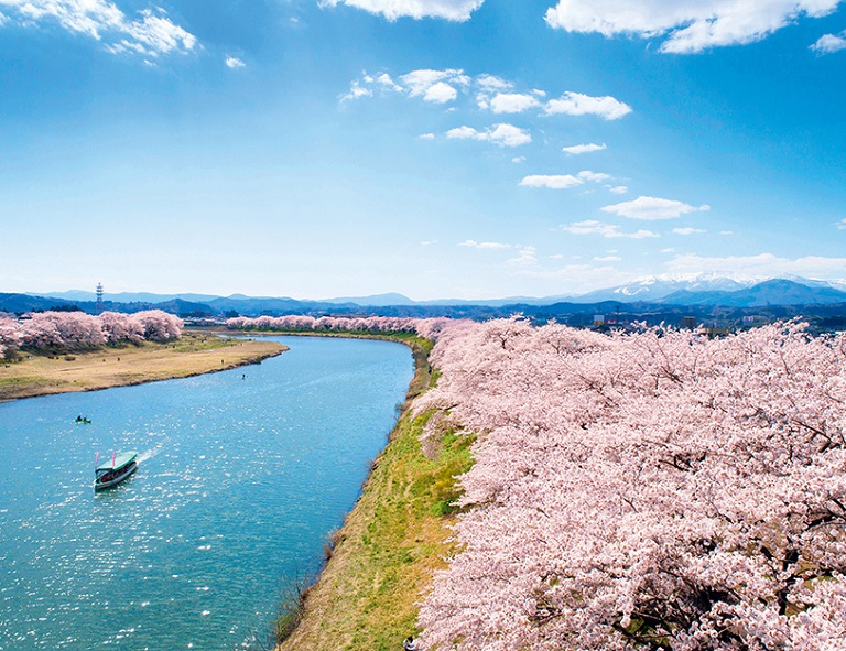 【東北漫春櫻】置賜櫻花迴廊．櫻花鐵道．銀山溫泉．藏王狐狸村．名湯五星之宿 5天