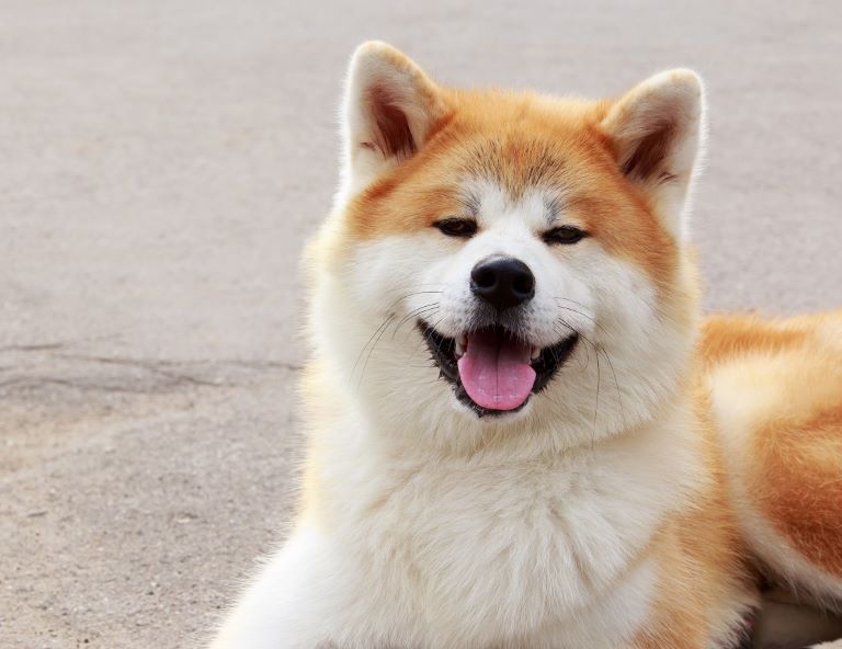 【星動秋田】奧入瀨溪流．秋田內陸鐵道．弘前城．角館．親親秋田犬．溫泉泡湯 4天