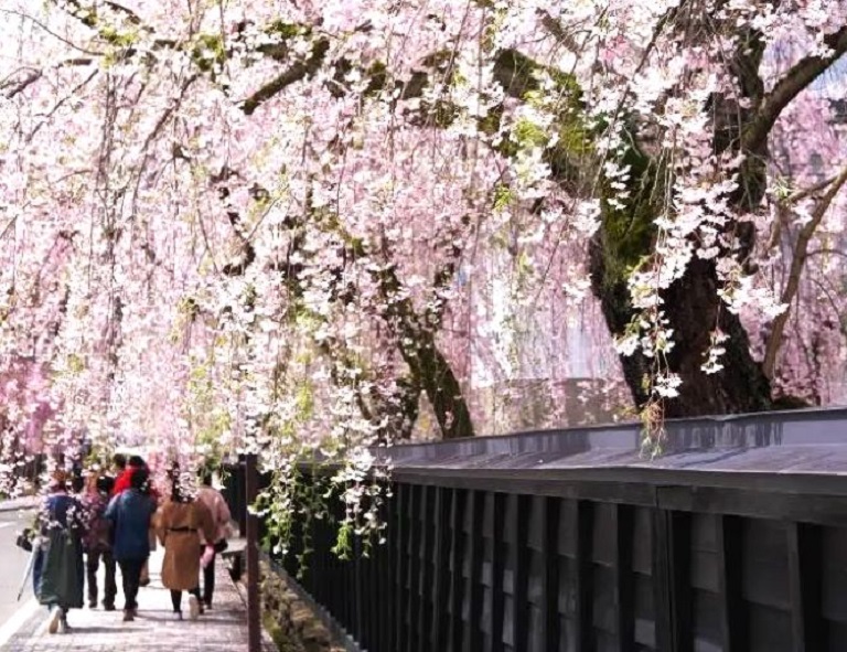【花見星東北】角館枝垂櫻．弘前櫻吹雪．銀山溫泉．北上展勝地．男鹿生鬼太鼓 5天