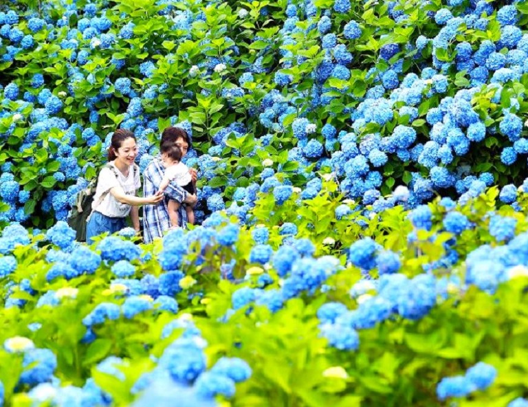 【東北星限定】雲昌寺紫陽花絕景．男鹿半島生鬼太鼓．銀山溫泉．秋田內陸鐵道 4天
