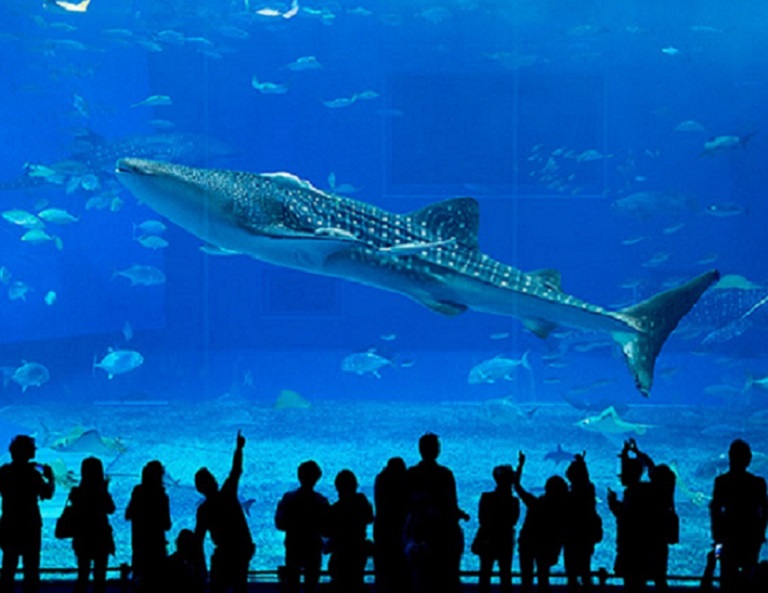 【童心玩沖繩】新開幕★Junglia主題樂園．美麗海水族館．小希臘瀨長島．大鼓秀 5天