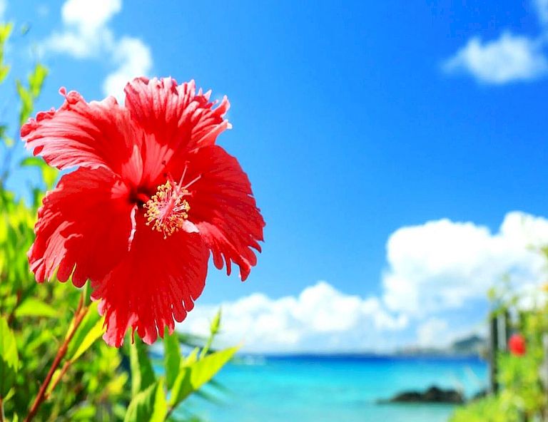 【沖繩太好玩】海洋博．美麗海水族館．玉泉洞．小希臘瀨長島．燒肉吃到飽 4天