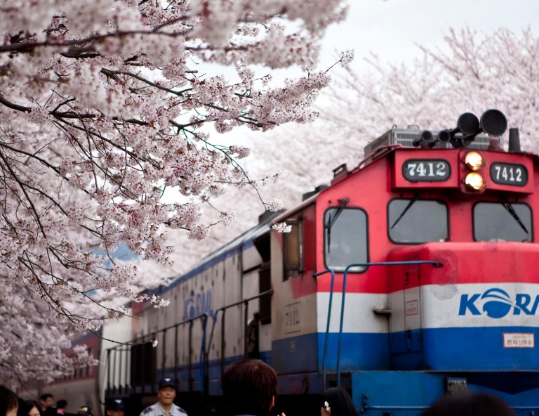 【釜邱星光櫻花節】鎮海櫻花．余佐川．壁畫村．甘川洞5天