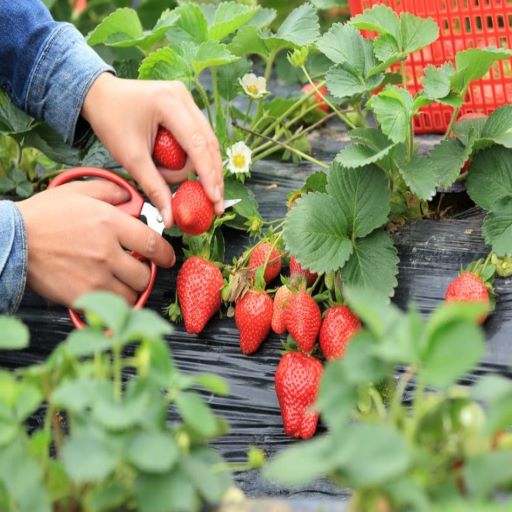 My Korea韓國採果飆雪 5天