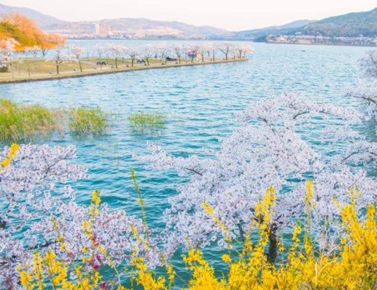 【花舞釜慶邱】鎮海賞櫻、羅曼史橋、韓服體驗、海岸列車、甘川洞、迎月路賞櫻5天