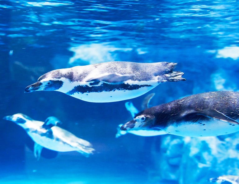 【韓國FUN暑假】樂天世界+水族館、小法國村、草原牧場、弘大商圈5天