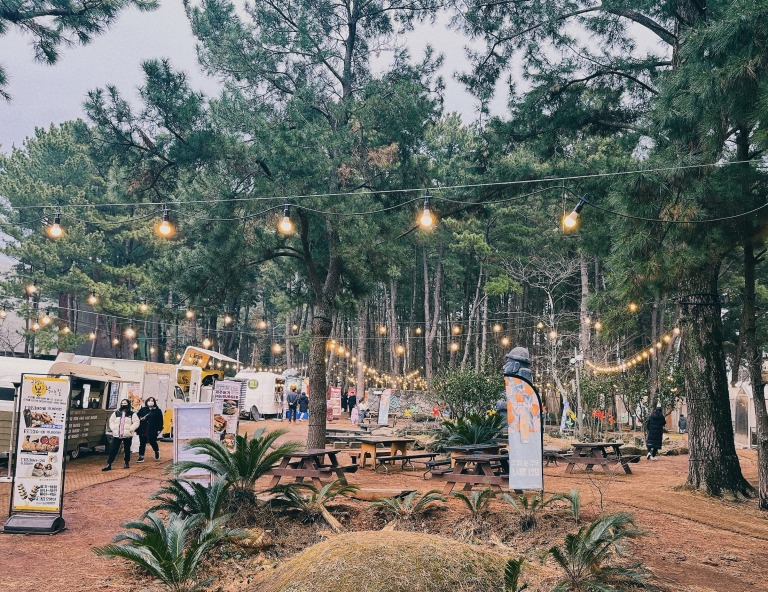 【輕鬆遊櫻花濟】濟州大學賞櫻．漢拏樹木園賞櫻．史努比庭園．樹木園夜市5天