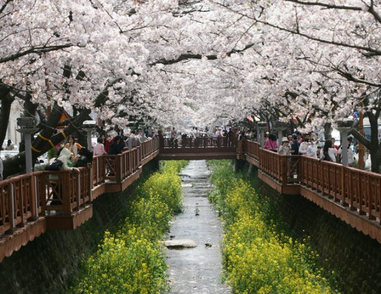【釜山樂賞櫻】佛國寺．洛東江．海岸列車．長腳蟹吃到飽．樂天世界樂園5天