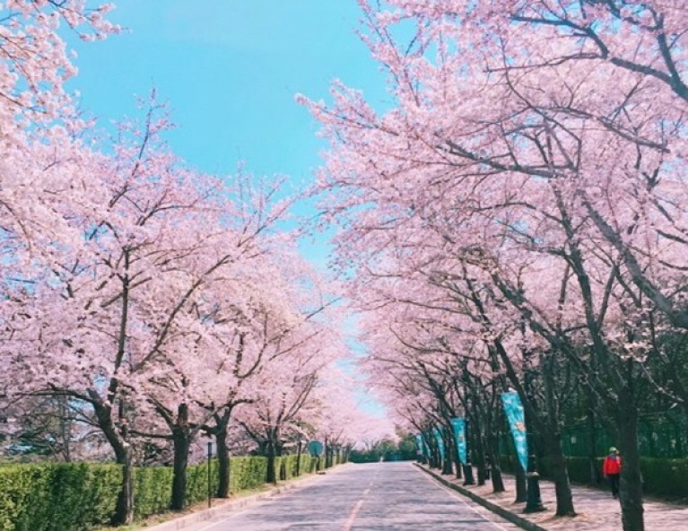 【燦星旅遊節．限量搶釜慶蔚】鎮海櫻花．蔚山賞櫻秘境．韓服體驗．迎月路5天