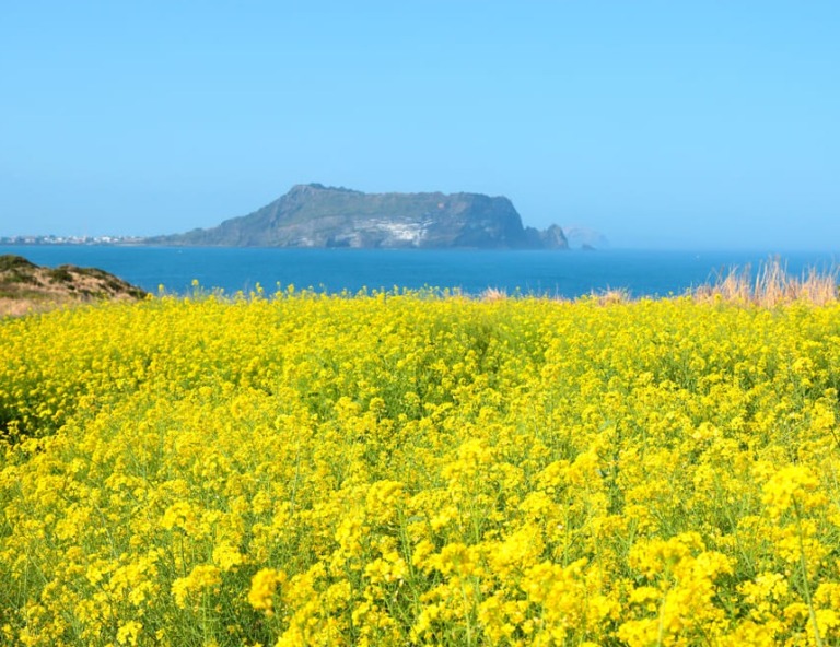 【輕鬆遊濟】山房山賞油菜花．彩虹游艇帆船．李仲燮藝術街5天