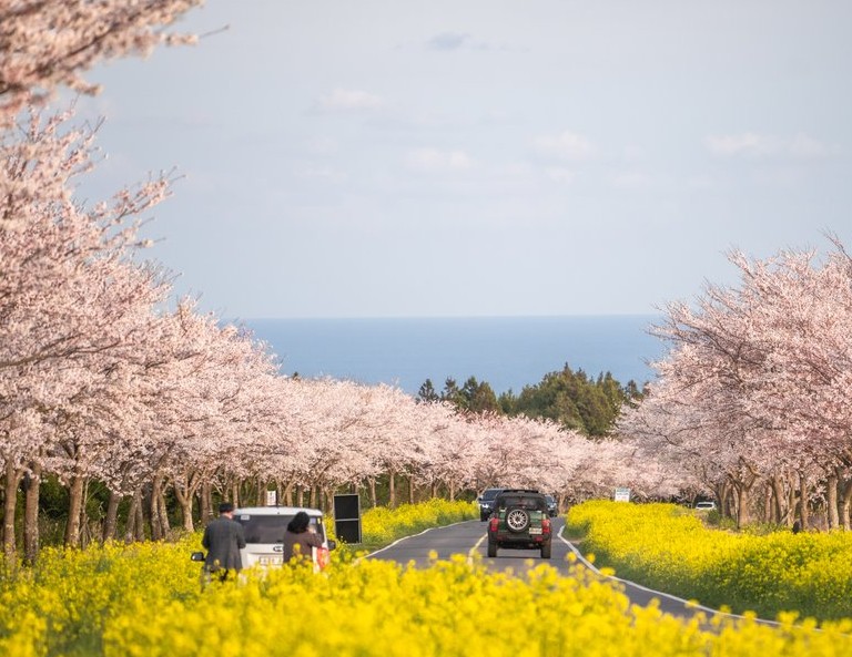 【易起輕鬆遊櫻花濟】加時里鹿山路賞櫻．典農路櫻花大道．摩托車秀5天