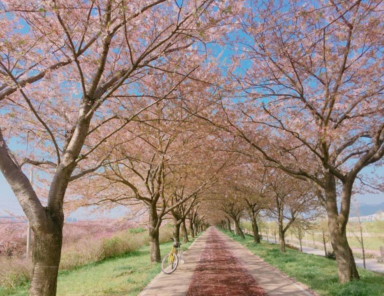 【釜山櫻花戀】鎮海櫻花祭、長福山賞櫻、三樂公園、洛東江、海岸列車、塗鴉秀4天