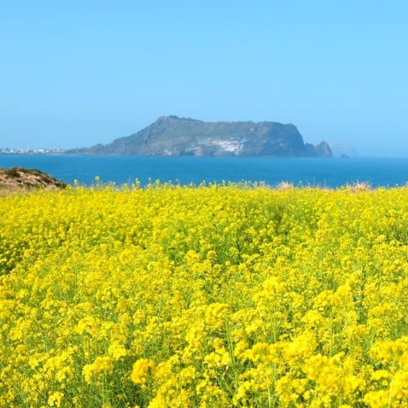 易起輕鬆遊濟．山房山賞油菜花