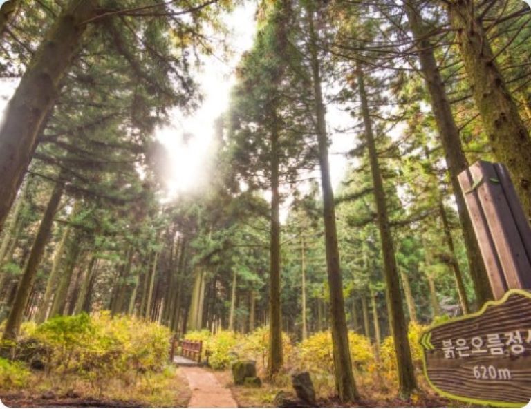 【易起遊濟州】城山日出峰．忘憂森林．摩托車秀．汗蒸幕5天