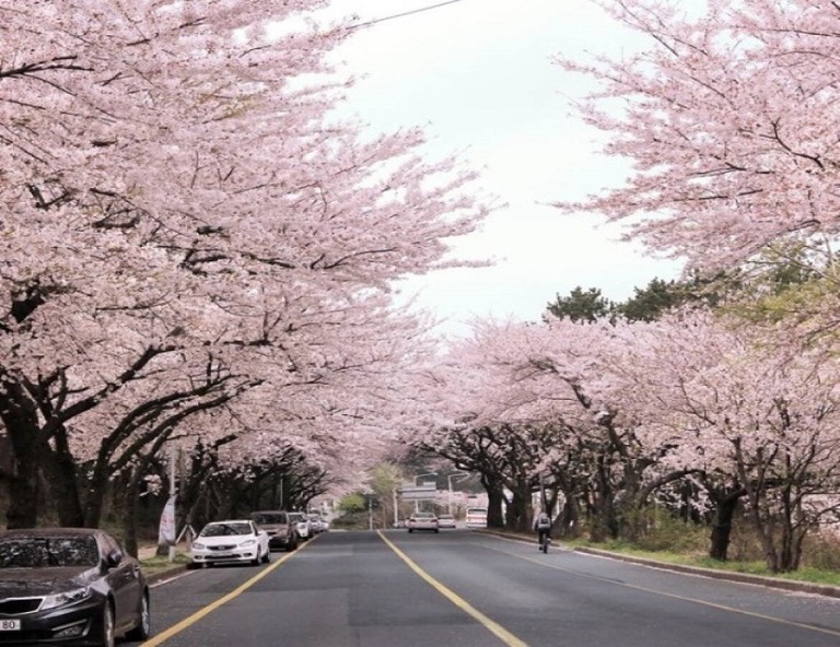 【暢遊賞櫻濟州】濟州大學賞櫻．加時里鹿山路賞櫻．泰迪熊野生動物王國5天