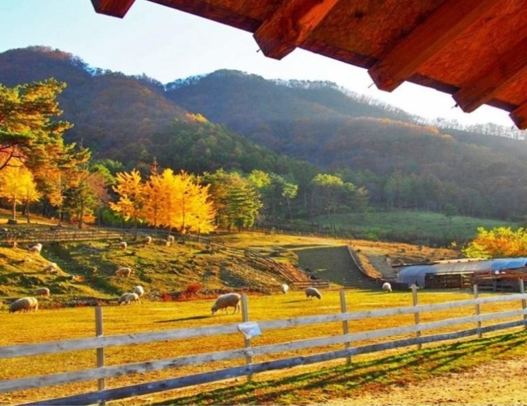【真愛韓國FUN暑假】水上計程車、小法國村、草原牧場、樂天世界+水族館5日