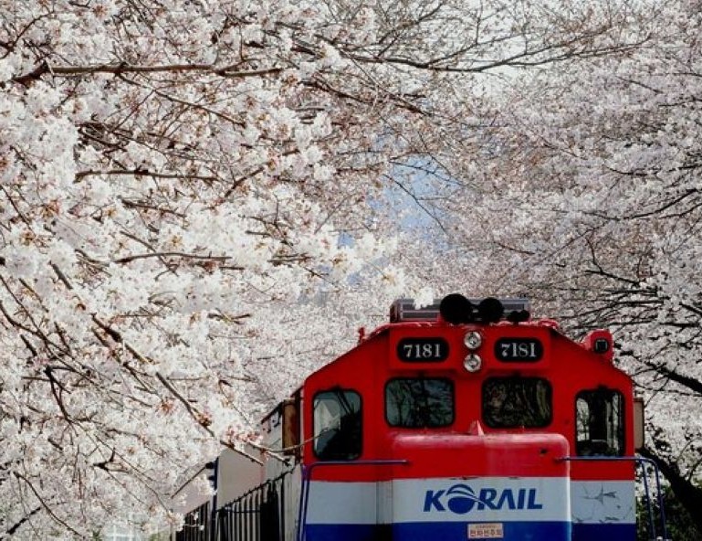 【易起花現釜慶魅力】慶州古城賞櫻．荒岭山櫻花路．LUGE滑車5天