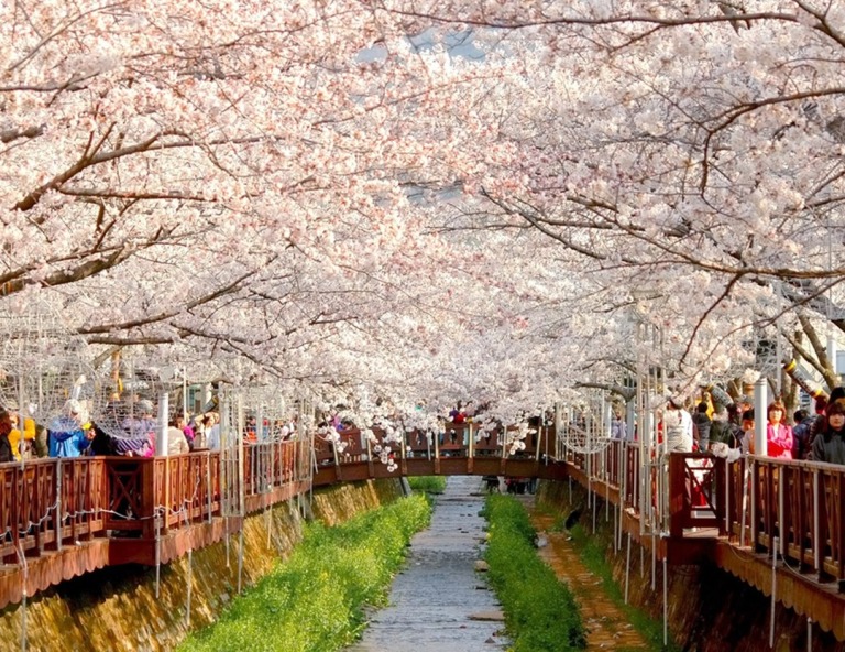 【燦星旅遊節．限時搶釜山賞櫻】海岸列車．長腳蟹吃到飽．樂天世界5天