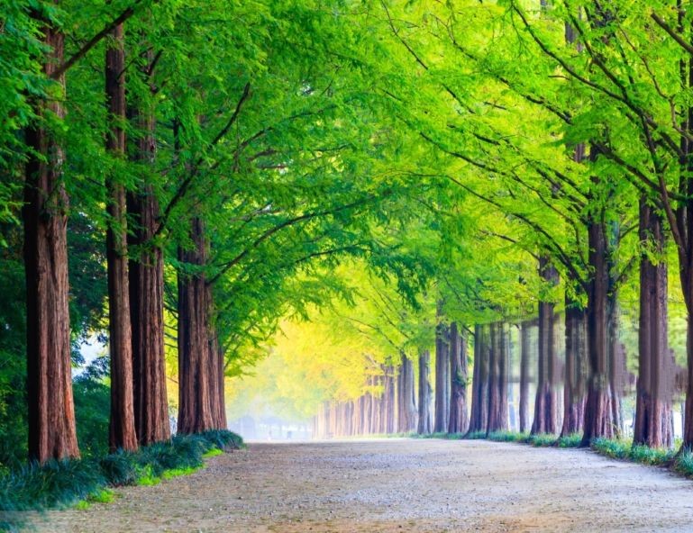 【My Korea 享趣遊韓國】南怡島．三岳山湖水纜車．廣藏市場．森林系咖啡廳5天