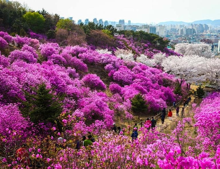 【My Korea春戀櫻花】湖巖美術館．汝矣島．富川遠美山公園．首爾林公園賞櫻團5天