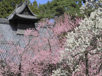 【Links】日本 實體SIM卡 吃到飽