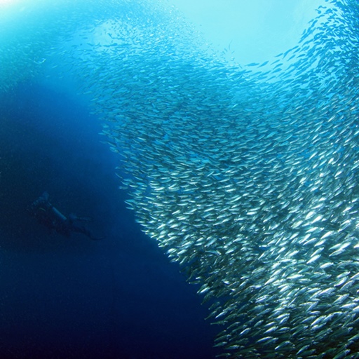 【宿霧小資旅】資生堂島5天