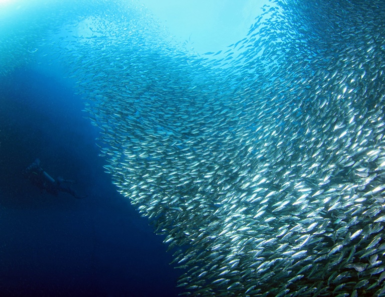 【宿霧小資旅】免早起與鯨鯊共游．墨寶沙丁魚風暴．華航直飛5天