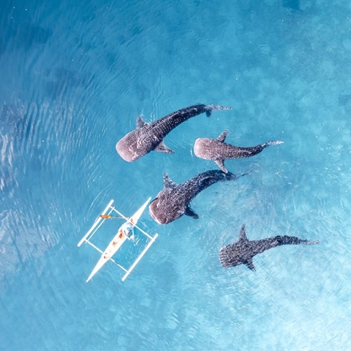 【宿霧鯨奇】與鯨鯊共游5天