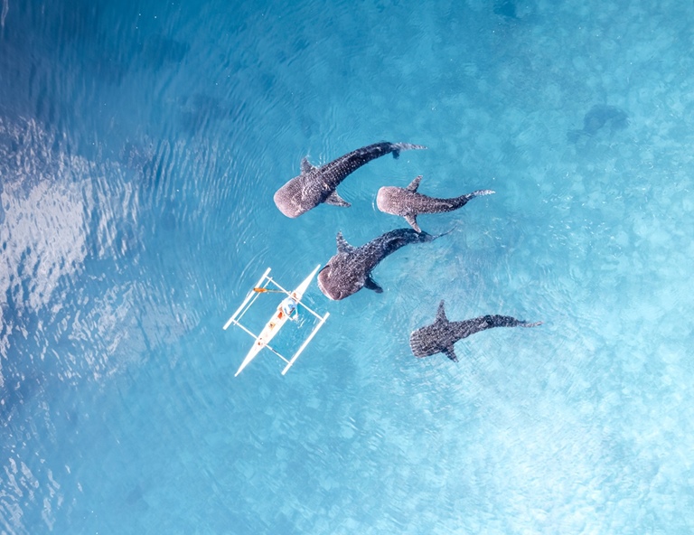 【宿霧鯨奇】與鯨鯊共游．薄荷島沙丁魚風暴．華航直飛5天