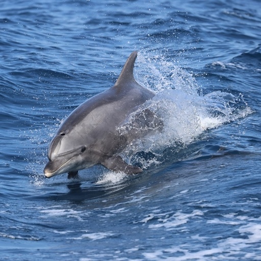 【青春宿霧】薄荷島追海豚5天